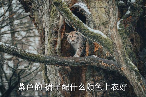 紫色的 裙子配什么颜色上衣好
