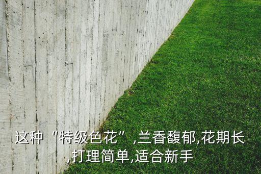 这种“特级色花”,兰香馥郁,花期长,打理简单,适合新手