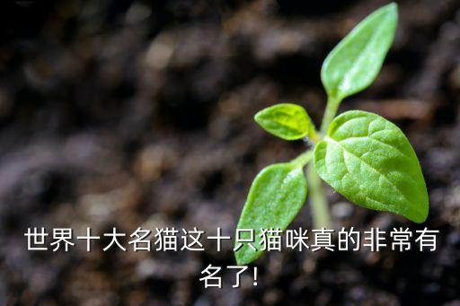  世界十大名猫这十只猫咪真的非常有名了!