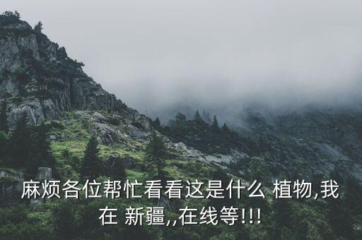 麻烦各位帮忙看看这是什么 植物,我在 新疆,,在线等!!!