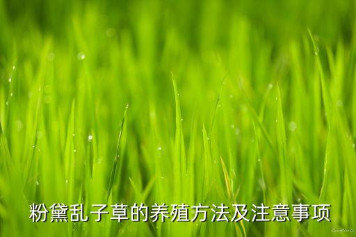  粉黛乱子草的养殖方法及注意事项