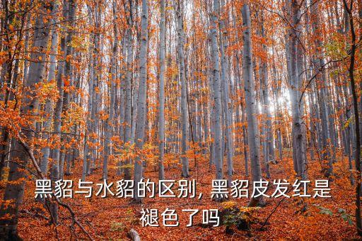 黑貂配什么裙子好看