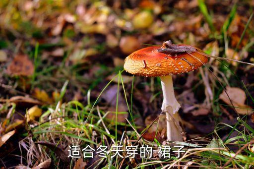 适合冬天穿的 裙子