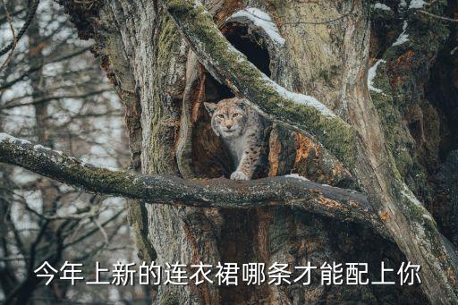 2013新款夏天裙子,新款中年女性的夏天裙子